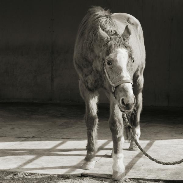 animal rescue photos
